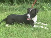 Buster