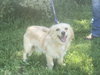 Skipper