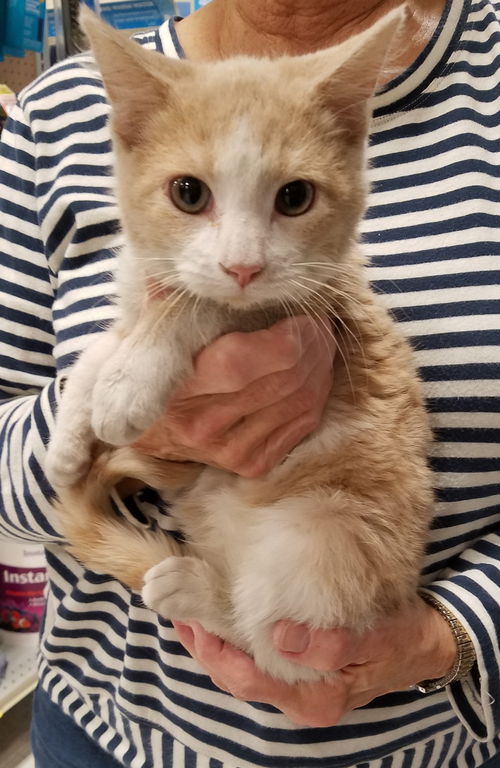 Archie