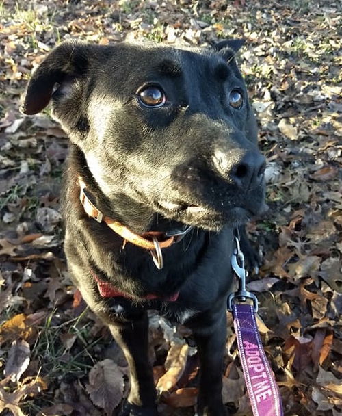 Bella