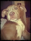 Buck