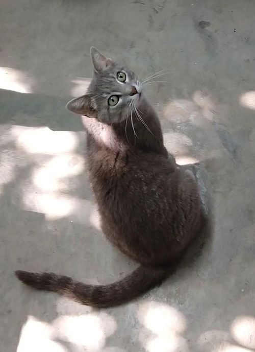 Bella