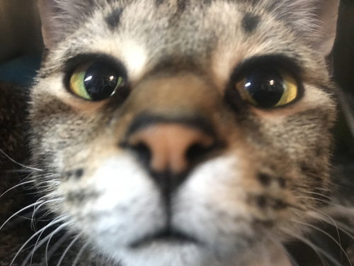 Swayze