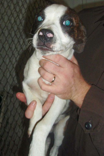 Roscoe