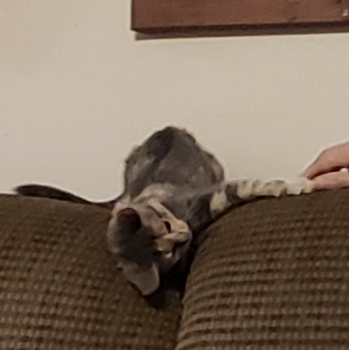 Bonnie Cat