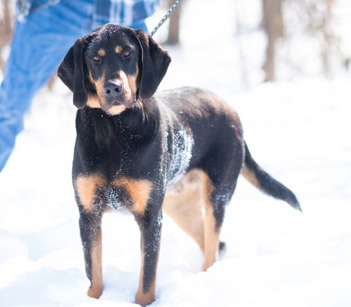 Boone