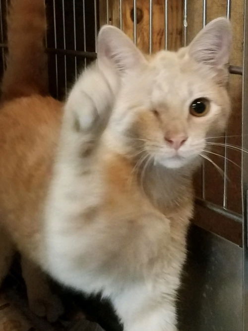 Elliot