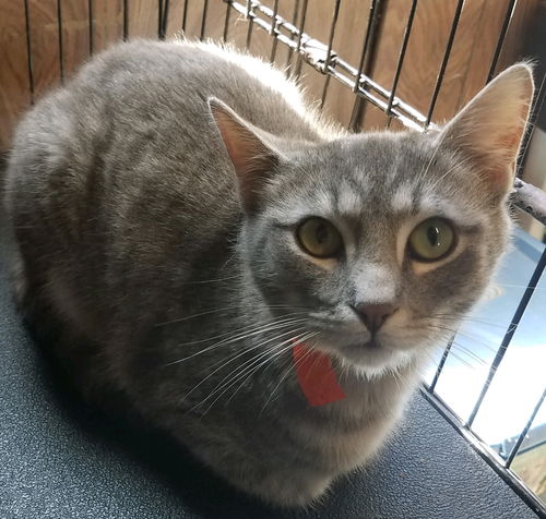 Milo