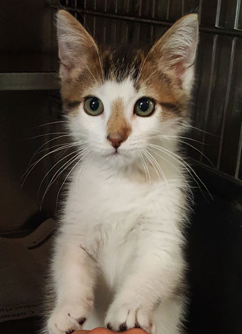 Opie