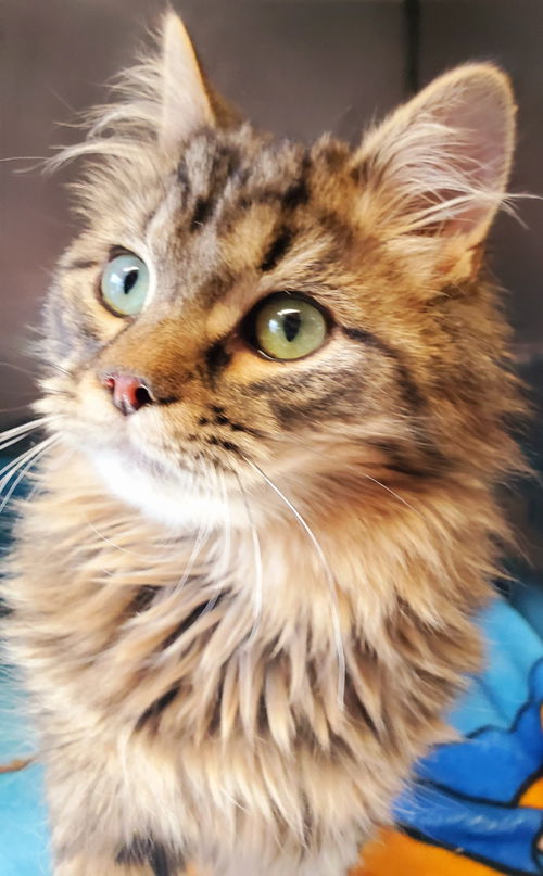 Jasper