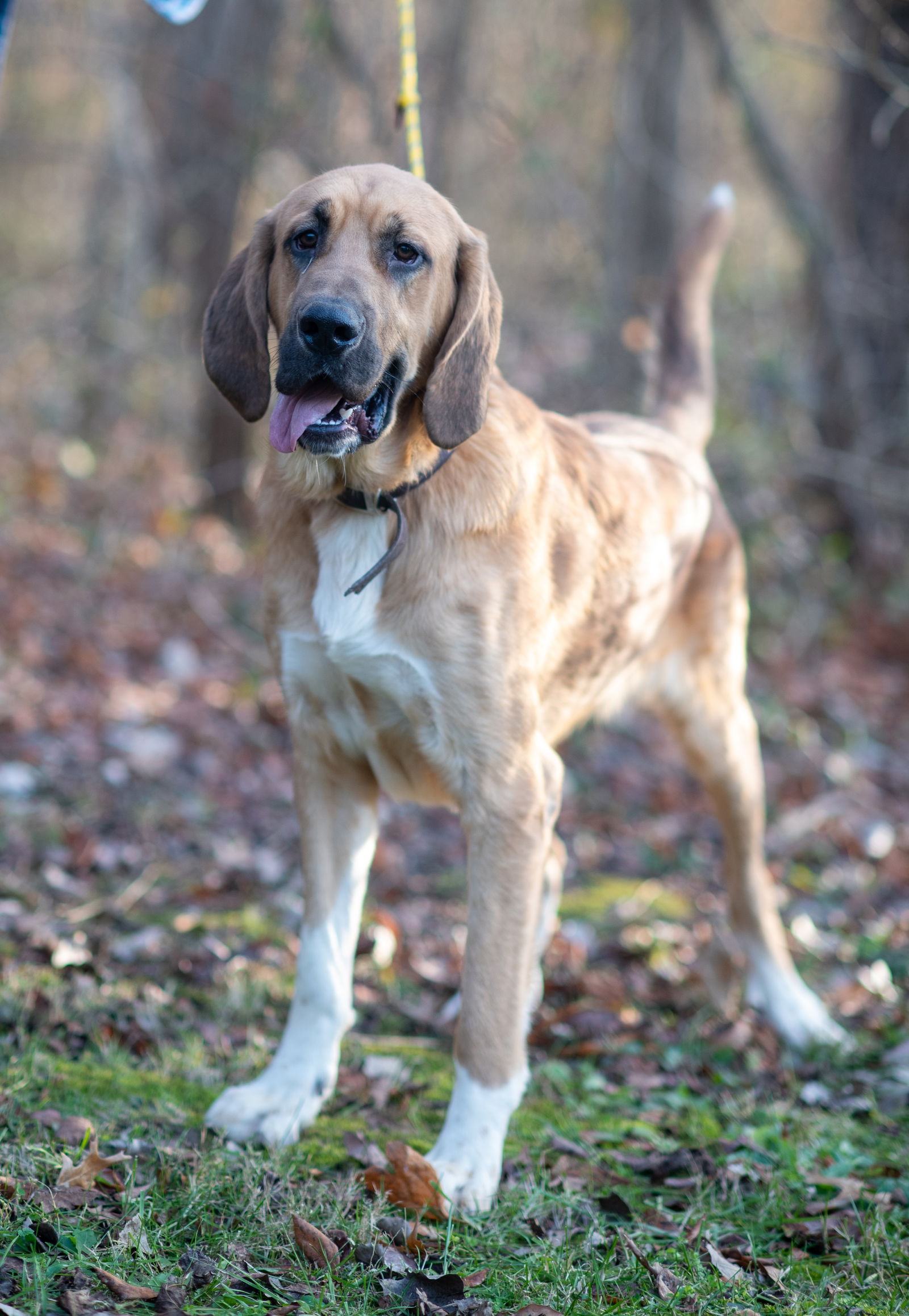 Bloodhound and great pyrenees hot sale mix