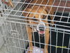 Roscoe