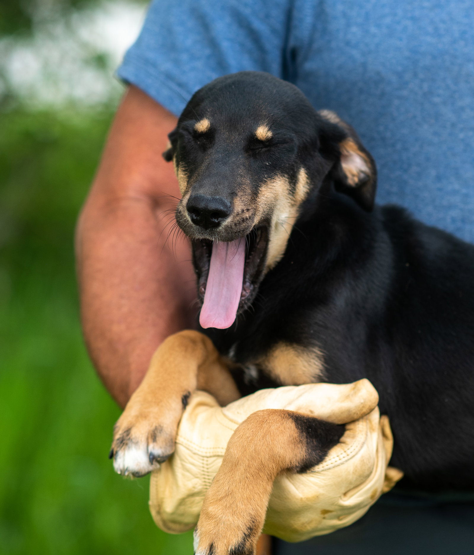 Dog for Adoption Drover, a Labrador Retriever in Salem, IL Alpha Paw