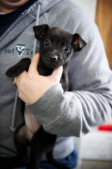 Jack Russell  Pup