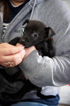 Jack Russell  Pup