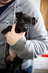 Jack Russell  Pup