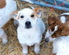 Blue Heeler Pups