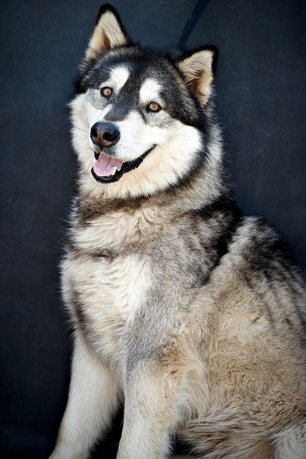 Husky