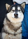 Husky