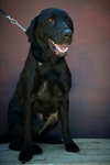 Bo