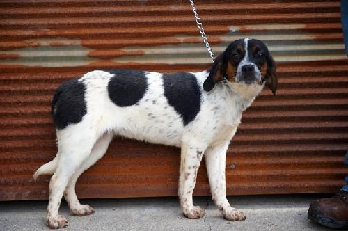 Beagle cross pup