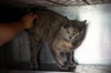 Gray cat
