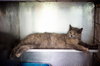 Gray cat