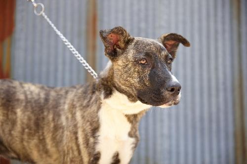 Brindle