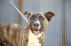 Brindle