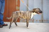 Brindle