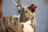Brindle