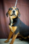 Black and Tan II