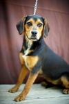 Black and Tan II