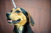 Black and Tan II
