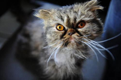Gizmo