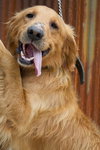 Buddy