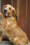 Buddy