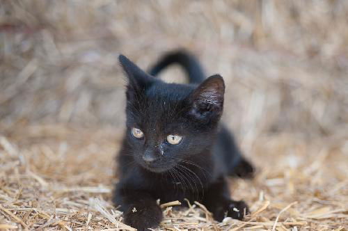 Blackie