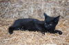 Blackie