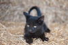 Blackie
