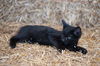 Blackie