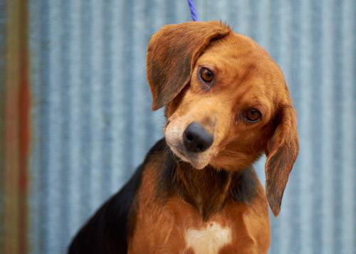 Beagle #1