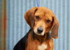 Beagle #1