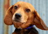Beagle #1