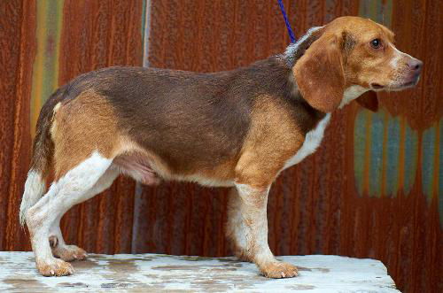Beagle #2