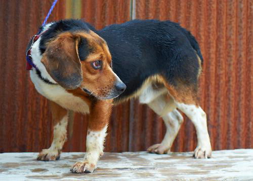 Beagle #3