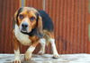 Beagle #3