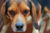 Beagle #3