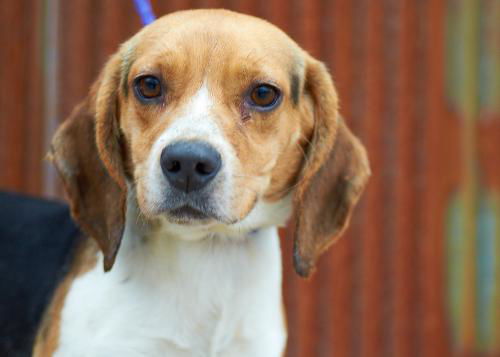 Beagle #4
