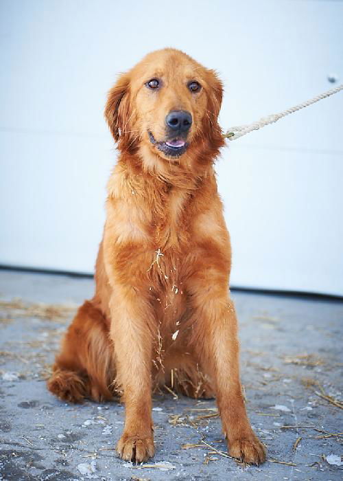goldie
